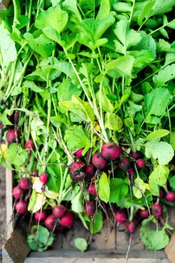 Kadın bahçesinden turp topluyor.