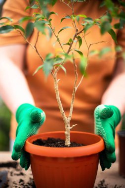 Woman's hands transplanting plant into new pot.