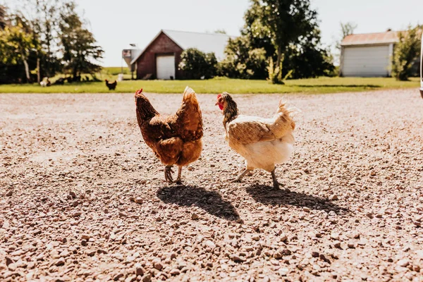 Two Chickens Walking Gravel Direct Light — 图库照片