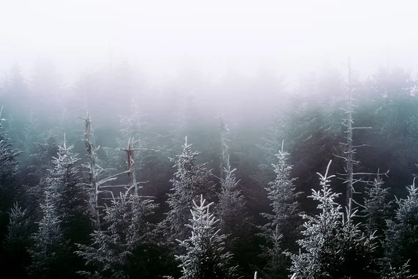 Smoky Mountain Ulusal Parkı Nda Kış — Stok fotoğraf