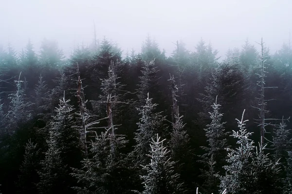 Χειμώνας Στο Εθνικό Πάρκο Smoky Mountain — Φωτογραφία Αρχείου