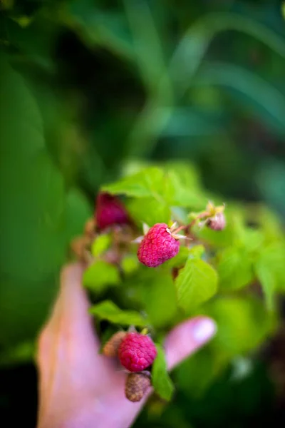 Hand Picked Freshly Raspberries Garden — Stock Photo, Image