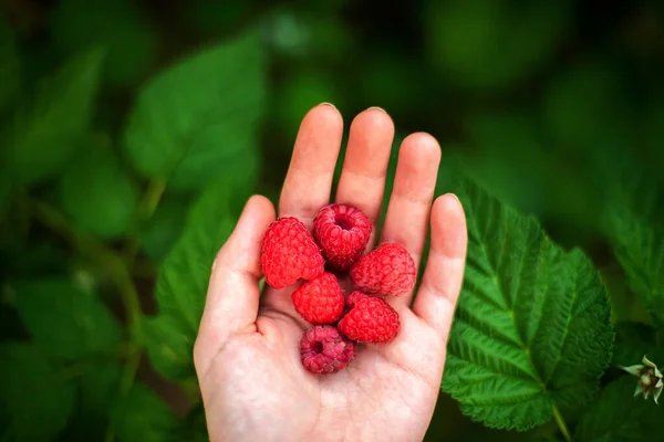 Hand Picked Freshly Raspberries Garden — Stock Photo, Image