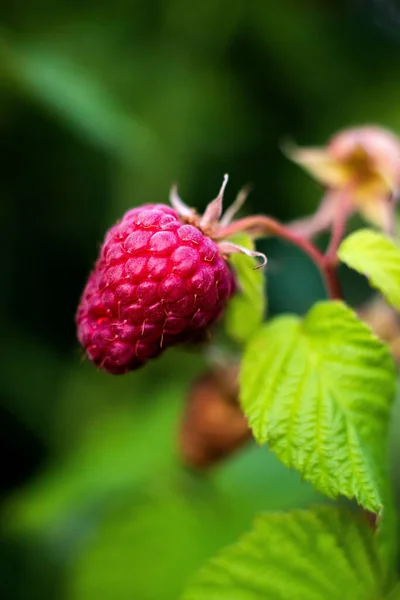 Red Raspberry Vine — Stock Photo, Image