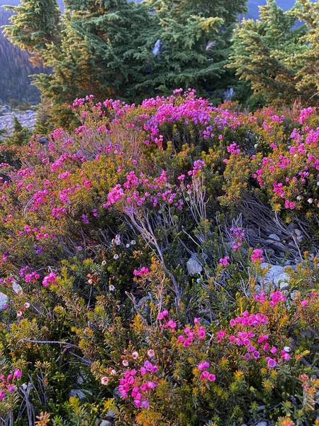 Mountain Heather Blooming Pink Blossoms — Stock Photo, Image