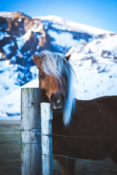 Icelandic Horse Winter Post Snowy Mountains — Photo