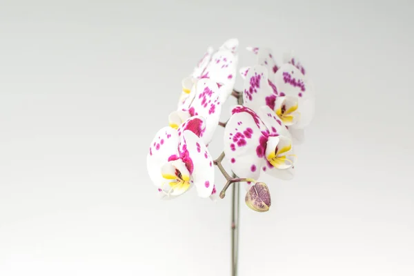 Purple White Spotted Orchid — Fotografia de Stock