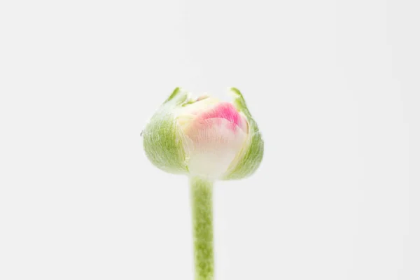 Bocciolo Ranuncolo Rosa Bianco Con Sfondo Bianco — Foto Stock