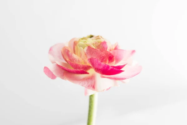 Deep Pink Ranunculus White Background — Foto Stock