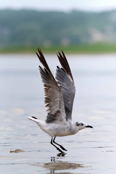 Γλάρος Grey Sea Προσγείωση Στο Νερό Την Ημέρα Συννεφιά Στο — Φωτογραφία Αρχείου