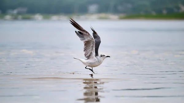 Grey Sea Gull Landing Water Cloudy Day Cape Cod — 스톡 사진