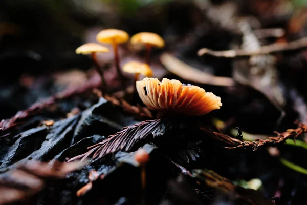 Small Orange Mushroom Growing Wet Leaves — Fotografia de Stock