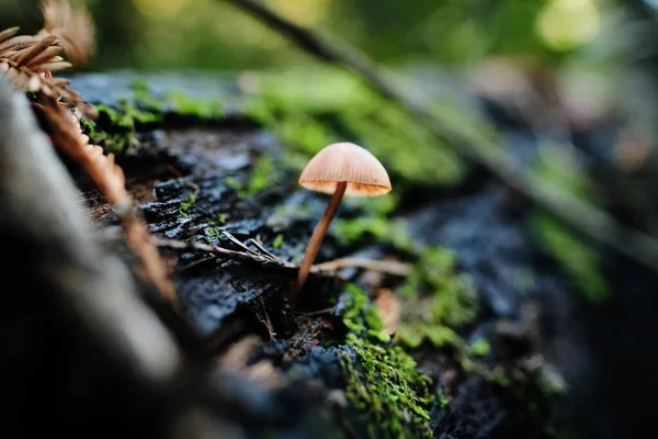 Cogumelo Castanho Pequeno Que Cresce Fora Casca Molhada Musgosa Árvore — Fotografia de Stock