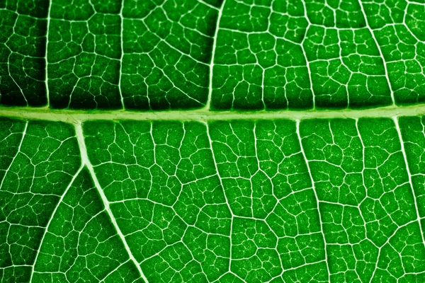 Veiny Green Leaf Texture Macro — 图库照片