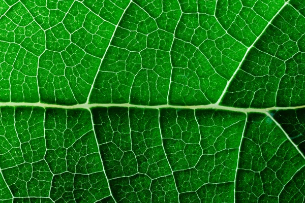 Veiny Green Leaf Texture Macro — Stock Photo, Image