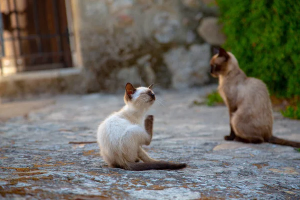 Siamese Kittens Playing Stone Street — Stockfoto