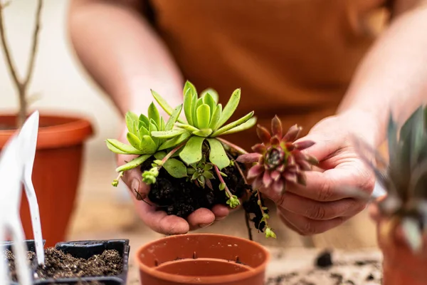 Woman Hands Transplanting Succulent New Pot — Foto de Stock