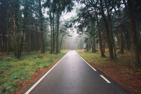 Weg Een Bos Bedekt Met Mist — Stockfoto