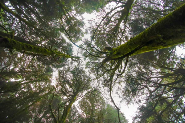 Θέα Στο Δάσος Φθινόπωρο Καταπληκτικό Δάσος Καλυμμένο Ομίχλη — Φωτογραφία Αρχείου
