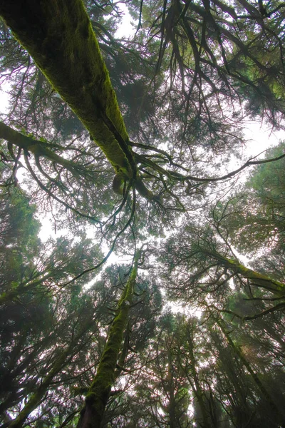 Θέα Στο Δάσος Φθινόπωρο Καταπληκτικό Δάσος Καλυμμένο Ομίχλη — Φωτογραφία Αρχείου