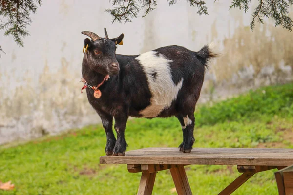 Pygmy Goat Tabel — Zdjęcie stockowe