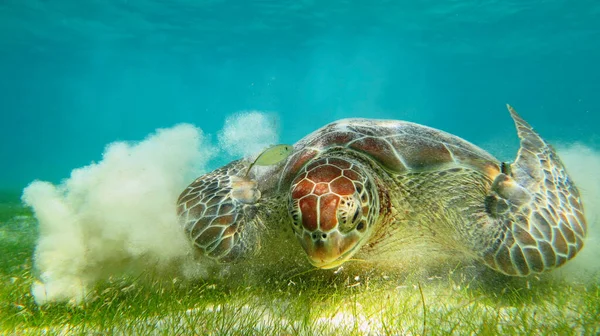Large Sea Turtle Flapping Its Fins — Fotografia de Stock