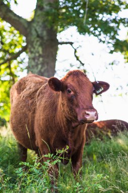 Tarlada bir ineğin yakın plan fotoğrafı.