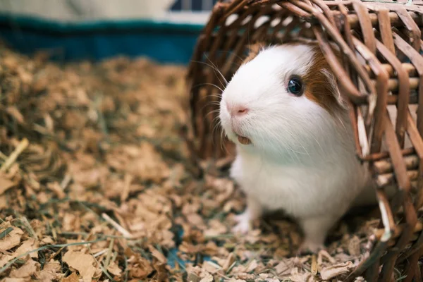 Cute Guinea Pig Looking Out — Stockfoto