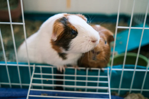 Two guinea pigs begging for food