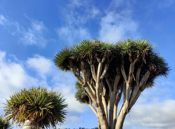 Typical Trees Canary Islands — Fotografia de Stock