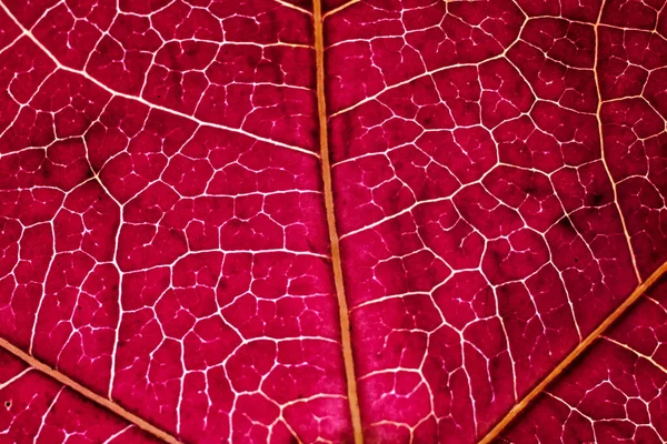 Underside Veiny Yellow Leaf Texture Macro — Photo