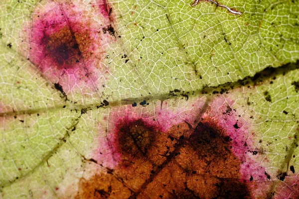Underside Veiny Spotted Leaf Texture Macro — 图库照片