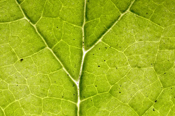 Underside Veiny Green Leaf Texture Macro — Foto Stock