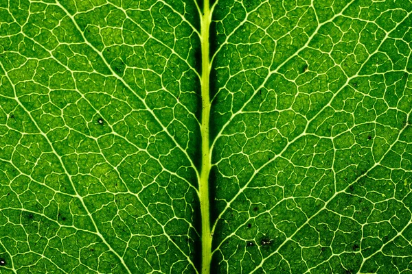 Veiny Green Leaf Stem Texture Macro — 图库照片