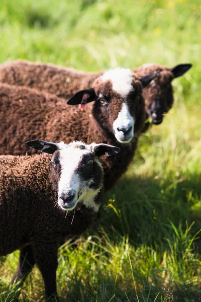 Una Mandria Pecore Pascolo Prato Verde — Foto Stock