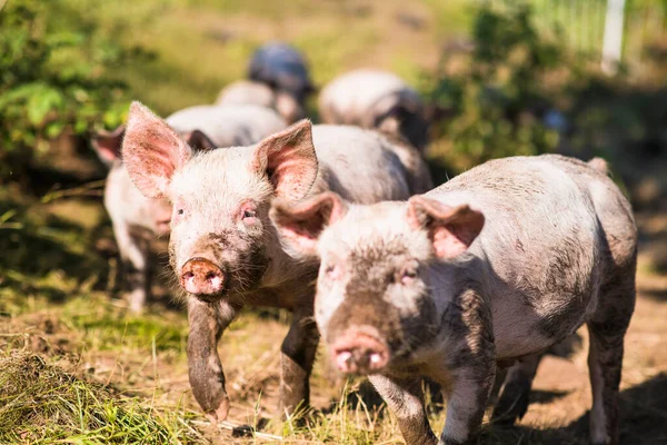 Tiro Close Uns Porcos Jovens Uma Fazenda — Fotografia de Stock