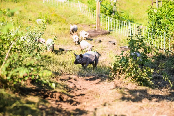 Pigs Walking Farm — стоковое фото