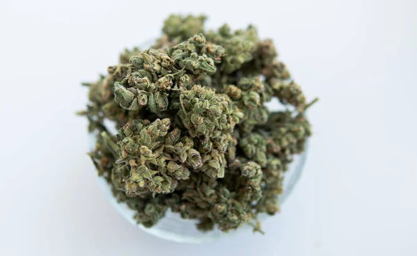 Cultivation Medicinal Strains Marijuana Treatment Diseases Cannabis Culture Smoking — Fotografia de Stock