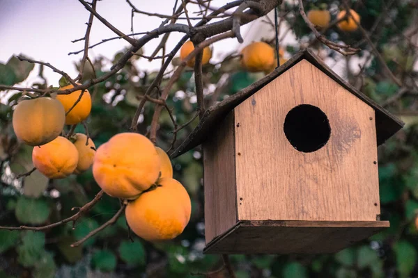 Beautiful Bird House Nature Concept — Φωτογραφία Αρχείου