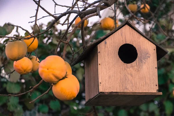 Beautiful Bird House Nature Concept — 图库照片