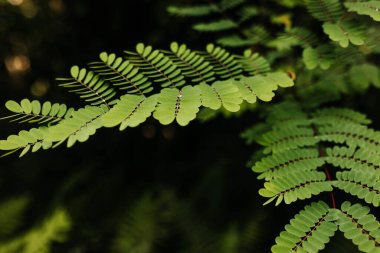 Honolulu ormanlarındaki bir yağmur fırtınasından sonra eğreltiotu kapanır.
