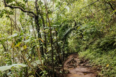 Ormanda yoğun yeşilliklerle çevrili ayak yolu manzarası