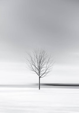 Karlı bir kış gününde, minimalist, siyah beyaz bir ağaç resmi..