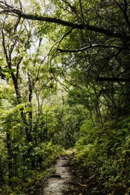 Hawaii ormanlarındaki bir yağmur fırtınasından sonra çamurlu yürüyüş parkuru.