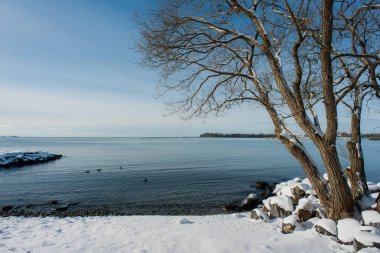 Kış mevsiminde Ontario Gölü kıyıları boyunca karla kaplı plaj ve ağaçlar.