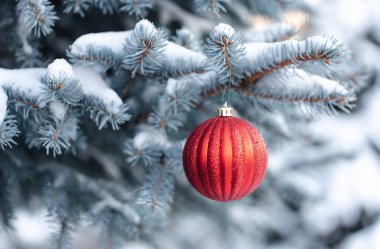 Kırmızı Noel balosu süsü, karlı yeşil ağaç dalından sarkan..