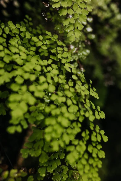 Close Plantas Crescimento Durante Uma Caminhada Havaí — Fotografia de Stock