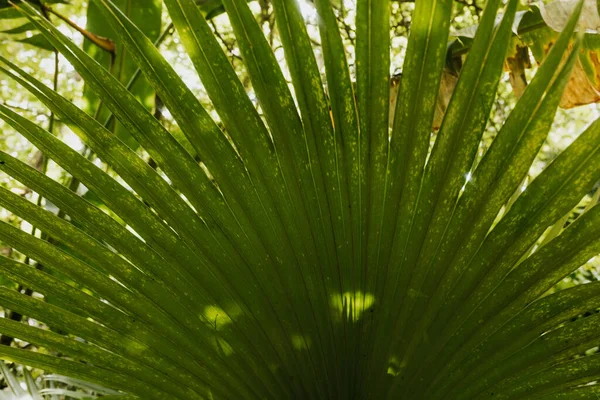Sluiten Van Zon Schijnt Door Een Groene Plant Hawaï — Stockfoto