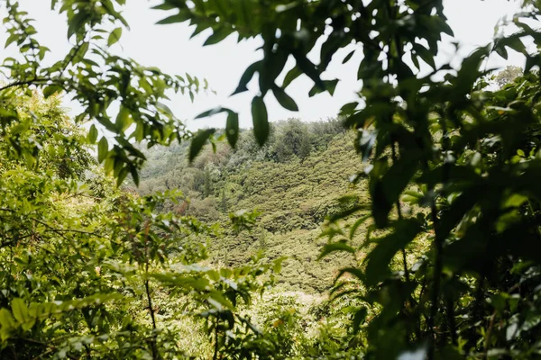 Vue Forêt Hawaïenne Travers Les Arbres Les Plantes Pendant Été — Photo