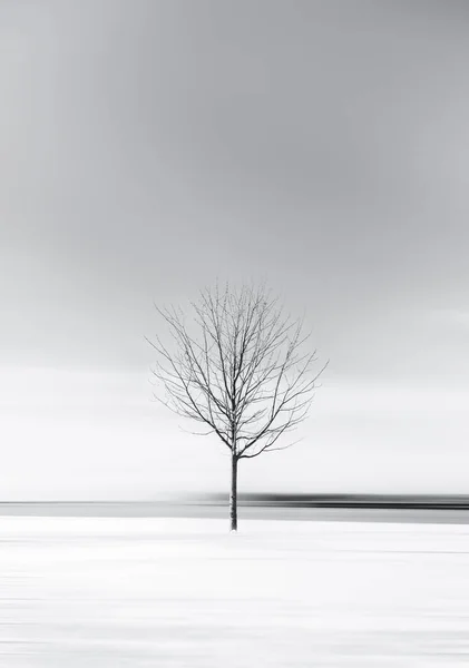 Minimalist black and white image of lone tree on a snowy winter day.